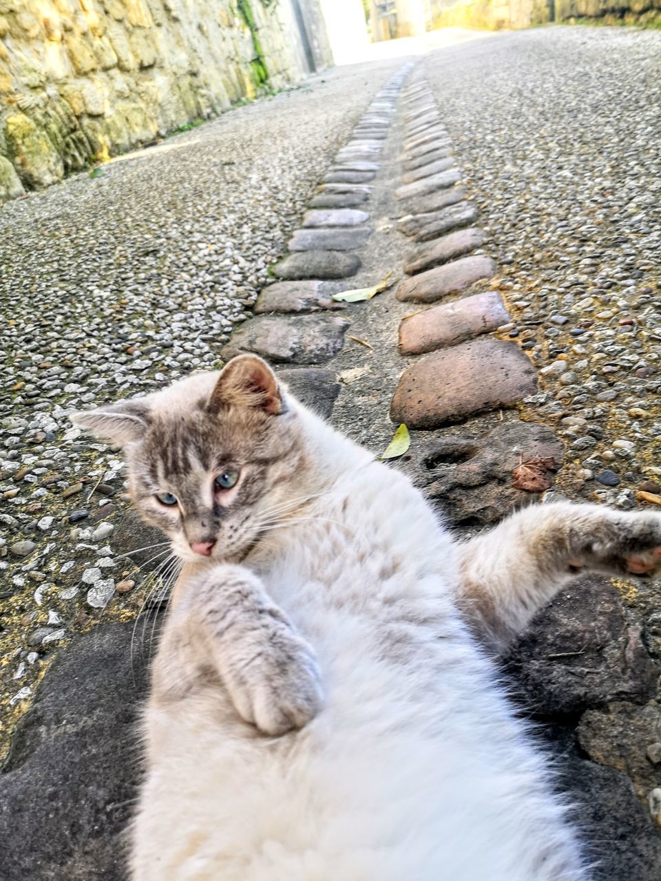 PORTRAIT OF CAT ON FOOTPATH