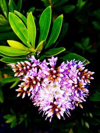 Close-up of purple flowers