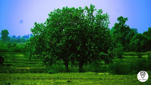 Trees on field against sky