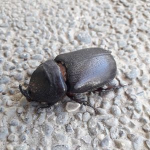 Close-up of insect on sand