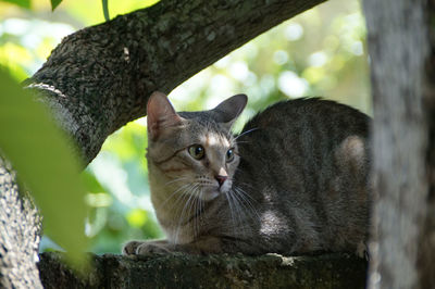 Close-up of cat sitting on tree trunk