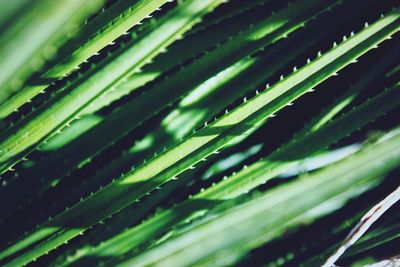 Full frame shot of leaves