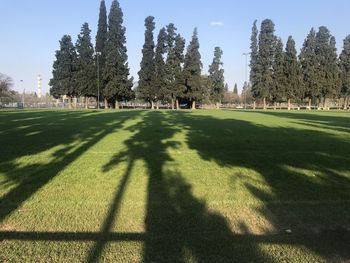 Shadow of trees on grass in park