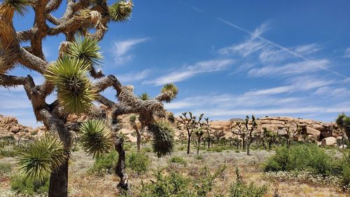 Scenic view of palm trees on desert against sky