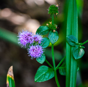 Close-up of purple flowers blooming outdoors