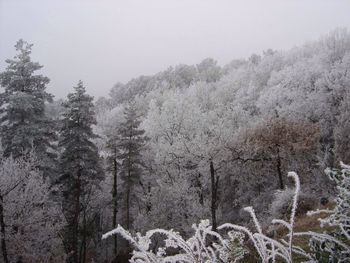 Scenic view of trees