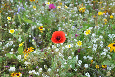 Close-up of fresh poppy flowers blooming in field