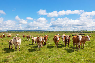 Cows on field against sky