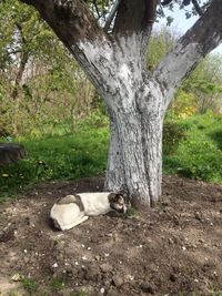 View of a dog on tree trunk