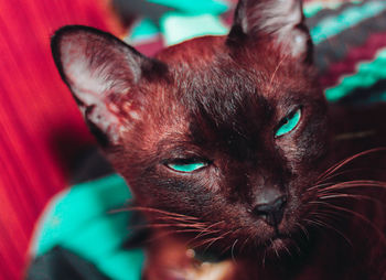 Close-up portrait of cat