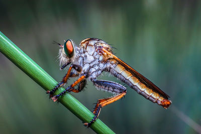 Close-up of butterfly on flower
