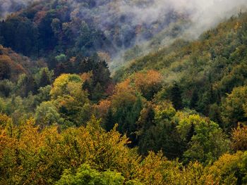 High angle view of trees in forest during autumn