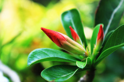 Close-up of plant