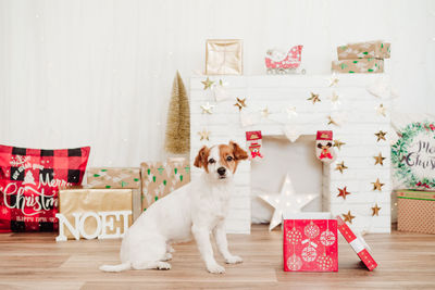  jack russell dog sitting by presents red box over christmas decoration at home or studio. christmas