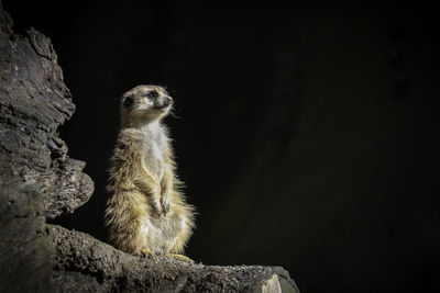 Monkey sitting on rock