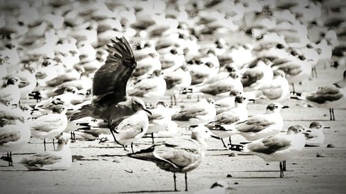 Flock of birds flying over black background