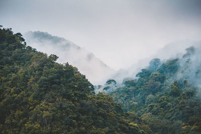 Scenic view of forest against sky