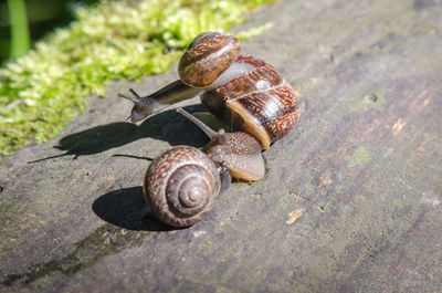 Close-up of snail