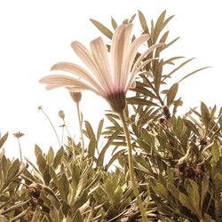 Close-up of plants