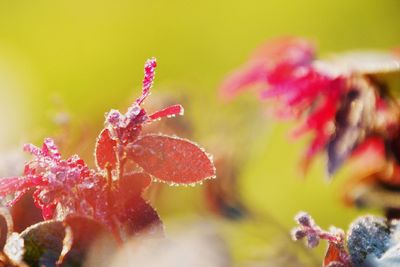 Close-up of red flowering plant