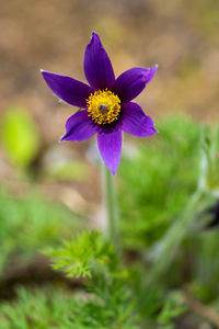 Close-up of purple flower