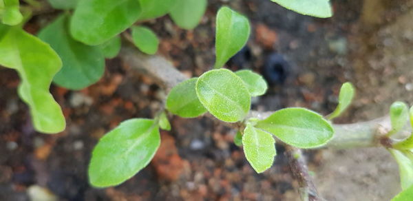 High angle view of plant growing on field