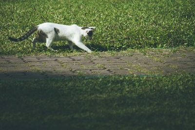 Cat looking away