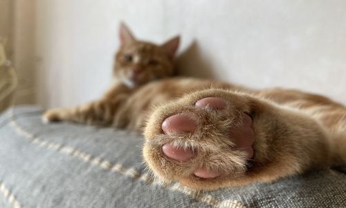 Cat resting at home