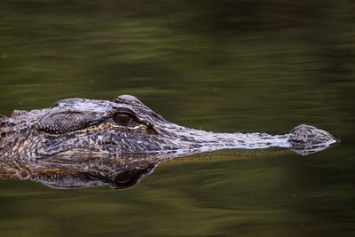 High angle view of turtle swimming in lake