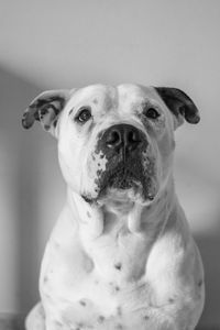 Pitbull dog portrait 