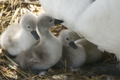 Close-up of swan with cygnets