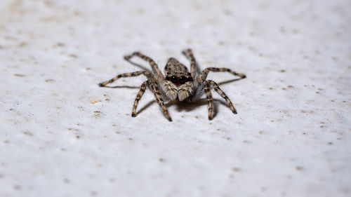 Close-up of spider