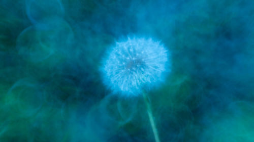 Close-up of blue dandelion