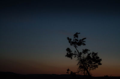 Silhouette tree against clear sky at sunset