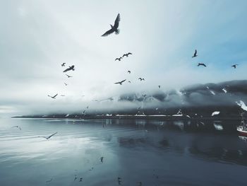 Silhouette birds flying over lake