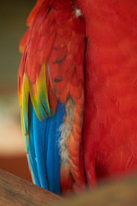 Close-up of a parrot