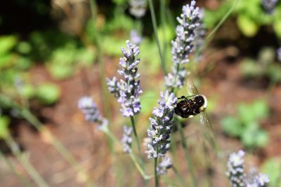 Close-up of bee pollinating on flower