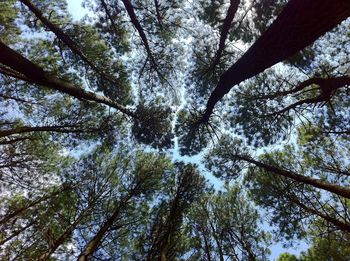 Low angle view of trees in forest