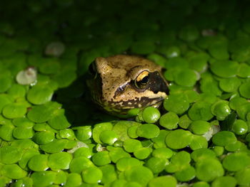 Close-up of frog in lake