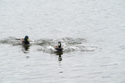 Ducks swimming in lake