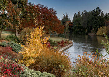 Trees by lake in forest during autumn