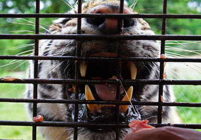 Close-up of monkey in cage