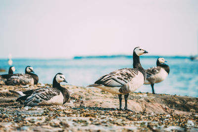 Seagulls on beach