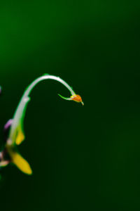 Close-up of leaf over black background