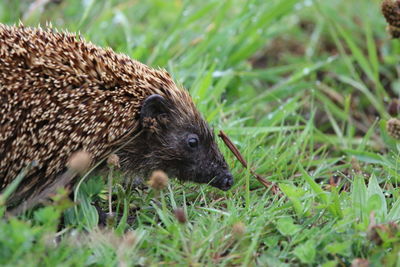 Close-up of a hedgehog on field