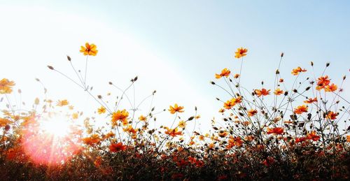 Close-up of flowering plants on land against sky