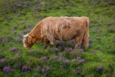 Side view of highland cattle grazing on field