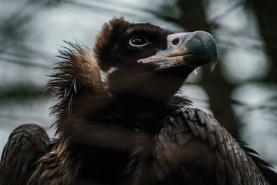 Close-up of hawk