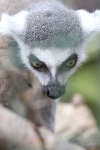 Close-up of ring-tailed lemur