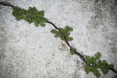 Close-up of plants developed in cracked concrete wall